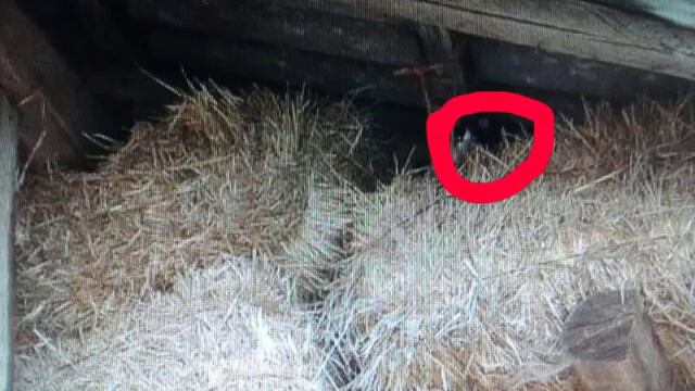 Найди кота| СЛОЖНО! смотреть онлайн