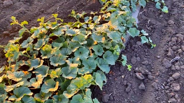 Выращивание бахчи. Дыня Кредо и Дакаро на 26.06.20. смотреть онлайн