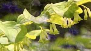 Перелетные птицы Видео урок  Кто и куда улетает Почему возвращаются? Migratory birds. Video tutoria