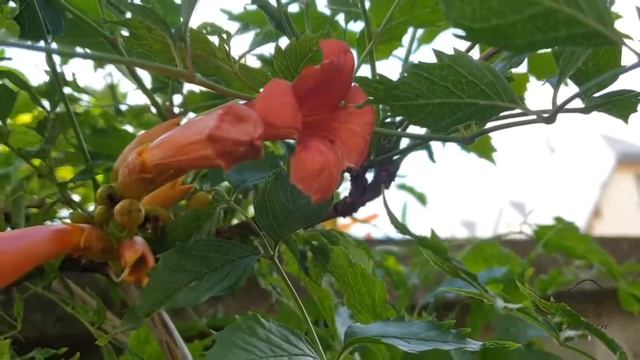 Campsis radicans křivouš kořenující смотреть онлайн