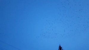 Стая грачей кружит над городом