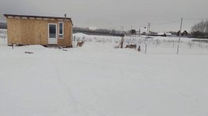 Как выбрать собаку для охраны чтобы не ошибиться?! ?