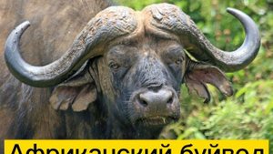 Африканский буйвол ?