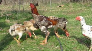 о шамо 2023 #шамо #дакан #oshamo #птицы