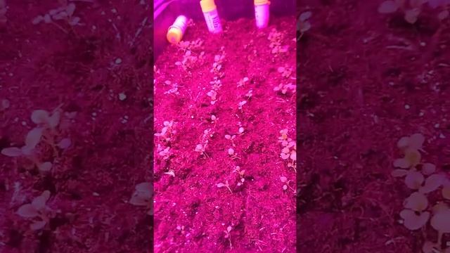 что посажено на сегодня,бегония и др смотреть онлайн