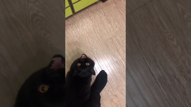 Мяукни как робот 😂 #мяукни смотреть онлайн