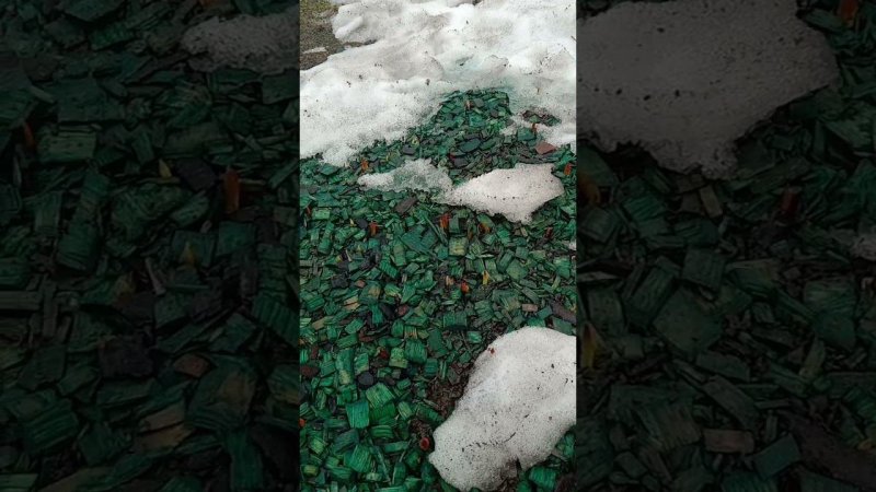 В марте прорастают первые тюльпаны