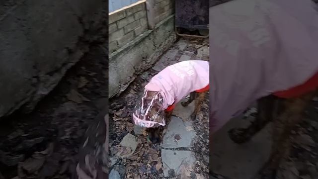 Барынька на прогулке!.mp4
