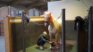 Harlow's WORST EVER equestrian moment!!! SUPER SPICY POPCORN RETURNS!!!!!!