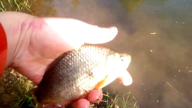 Ловим рыбу норатами смотреть онлайн