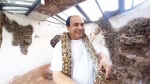 Giant snake python 12 kgs and 3 meters long with me | Wise words |