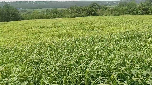 Как выглядит травостой суданской травы при норме высева 100-110 кг на гектар? смотреть онлайн
