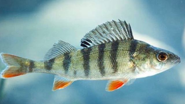 ТОП ИНТЕРЕСНЫХ ФАКТОВ ПРО ОКУНЯ! Окунь самый жадный хищник? смотреть онлайн