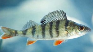 ТОП ИНТЕРЕСНЫХ ФАКТОВ ПРО ОКУНЯ! Окунь самый жадный хищник?