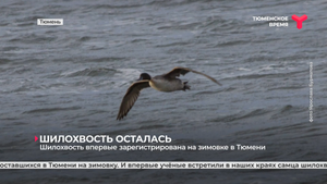 Шилохвость впервые зарегистрирована на зимовке в Тюмени