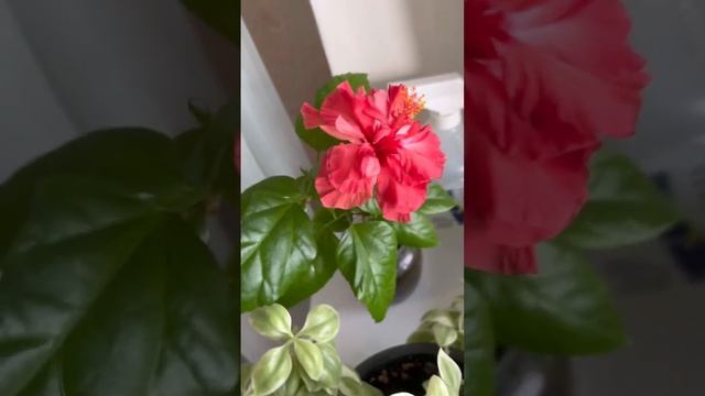 Китайская Роза ? #гибискус #китайскаяроза #комнатныерастения