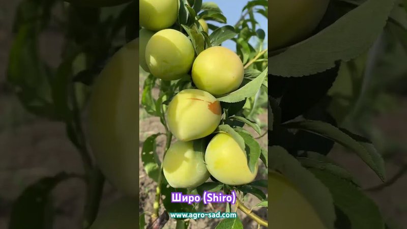 Крупноплодная жёлтая диплоидная слива Широ (Shiro)