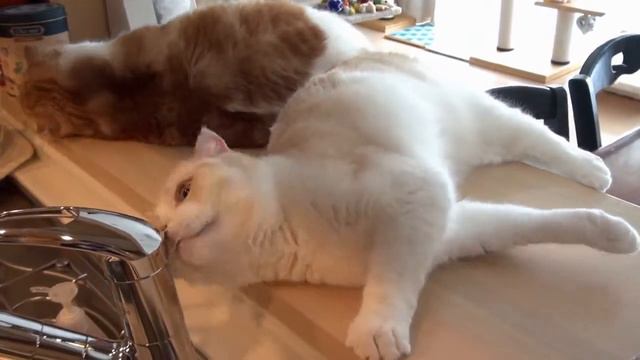 Барбузяка, двух забавных мурлыки смотреть онлайн