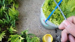 Осеннее черенкование Купрессоципариса Лейланда Голд Райдер. Новый способ