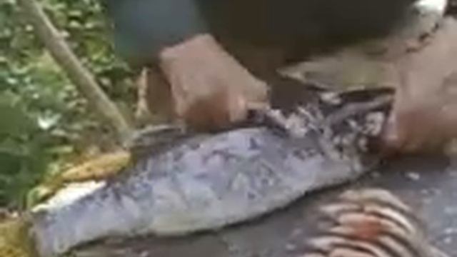 ЩУКА НА ЖИВЦА смотреть онлайн