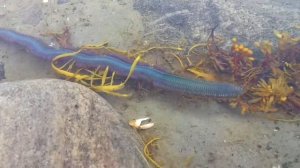 Морской червь