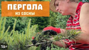 Формирование взрослых сосен | Пергола из сосны | Ниваки