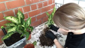 Пересадка новых растений |пересадка диффенбахии