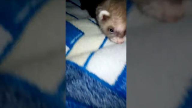 Домашний хорёк . Читать в описание. смотреть онлайн