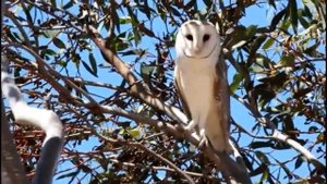 Сипуха обыкновенная загадочная белая дама интересные факты обзор