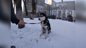 Дрессировка щенка хаски. Хаул - 5 мес.