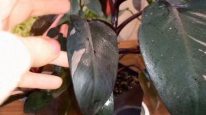 ??Обзор моих вариегатных и серебристых филодендронов полгода спустя.