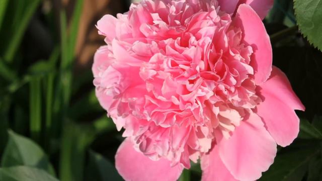 牡丹花开了 смотреть онлайн