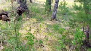 Натаска щенка западно-сибирской лайки (прогулка)