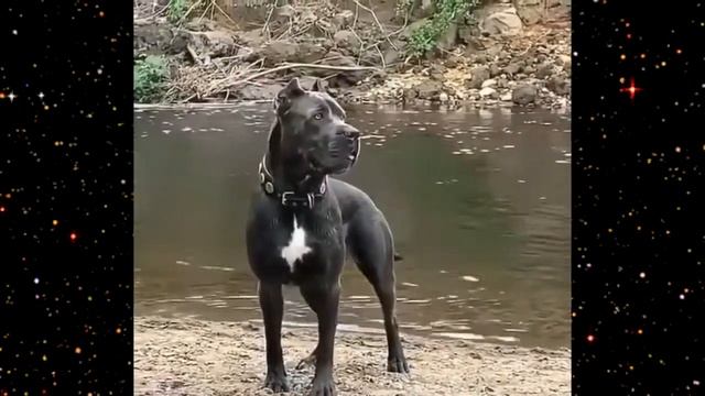 ШОК! [Было/Стало] Милый щенок вырос Самая Большая собака ????❤ смотреть онлайн