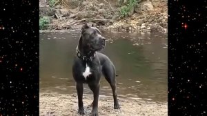 ШОК! [Было/Стало] Милый щенок вырос Самая Большая собака ????❤