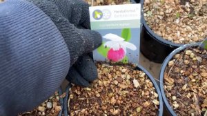 Венерины башмачки.Циприпедиумы. Лучшие сорта для открытого грунта.Cypripedium. Для посадки весной.