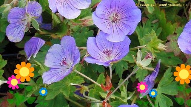 Герань гибридная Розанна. Краткий обзор, описание характеристик geranium hybr. Rozanne смотреть онлайн