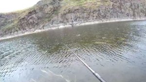 Бешеный клев "травянки" , в устье Таналычки.