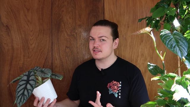 Trending Rare Houseplants in 2022 смотреть онлайн