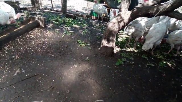 Индюки , условия содержания и кормление. Содержание в загоне. смотреть онлайн