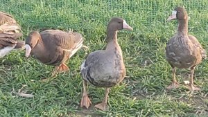 Подсадные гуси,сезон 2022