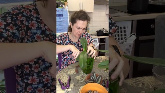 Орхидея 21 из классической системы в закрытую.