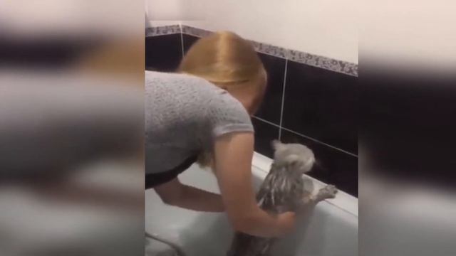 Тайны кошачьего мира и удивительные факты, которые оставляют вопросы