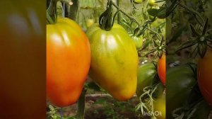 Обзор томатов Грузинские и Пурпурный русский . Беларусь.