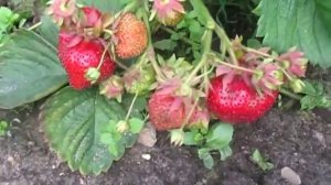 Примелла - сорт  клубники