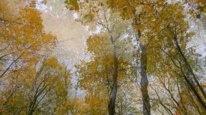 Примеры съёмки с камер Xiaomi 13 Pro - ВСЕ РЕЖИМЫ + НОЧЬЮ + ФРОНТАЛЬНАЯ КАМЕРА