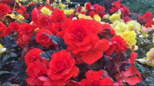 Roberta's 7-pc AmeriHybrid Begonia Collection with 10oz Fertilizer on QVC