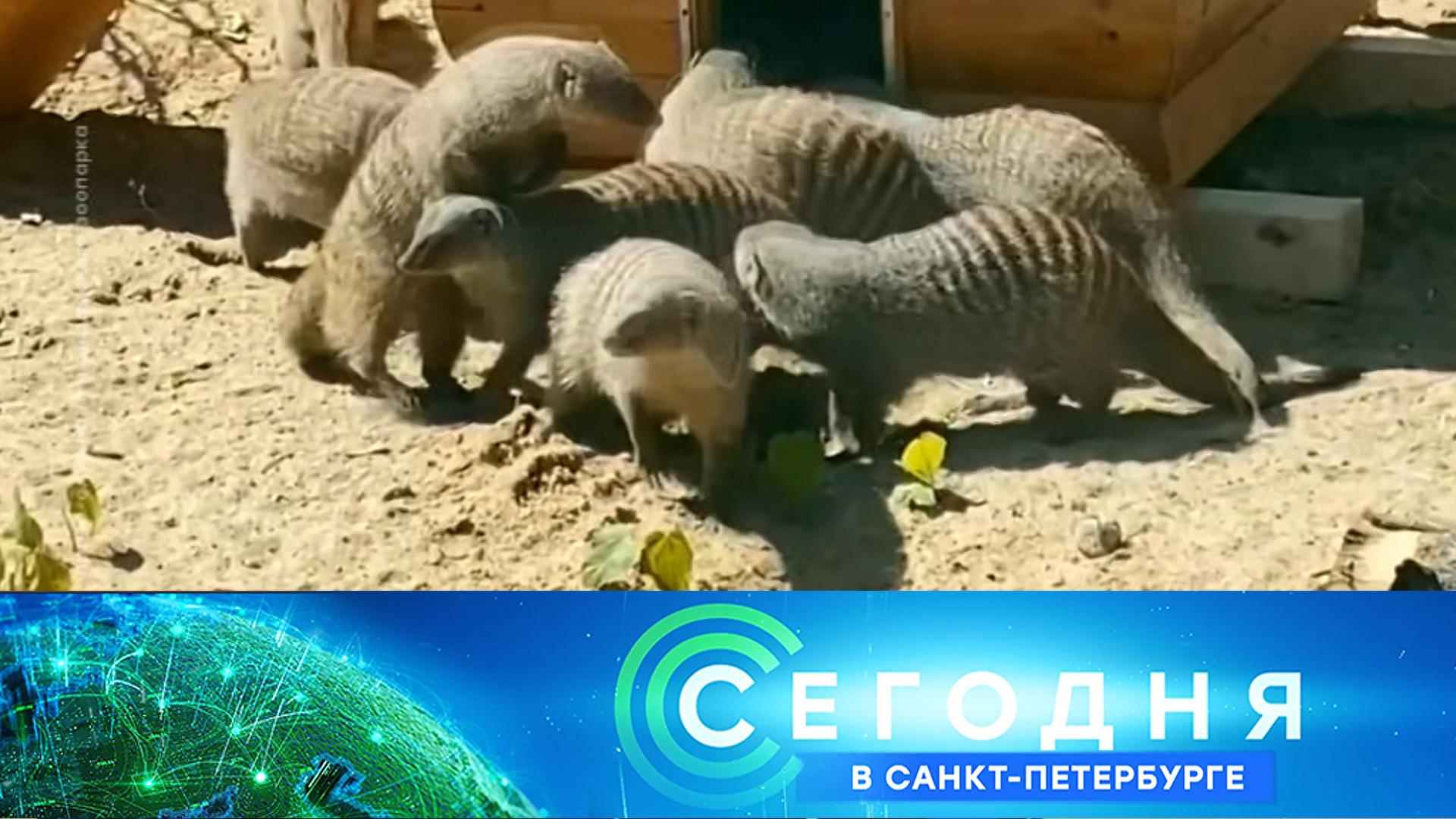 После 20 июня. Канал зоопарк. Новосибирский зоопарк 2022 животные. Животные которых открыли в 2022 году. Манул в зоопарке Санкт-Петербурга.