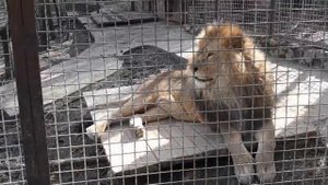 Львы из зоопарка "Сказка"! Lions from the Zoo "Fairy Tale" in Yalta!