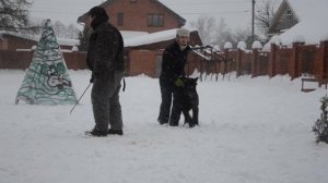 Ризеншнауцер Вук - мастер-класс